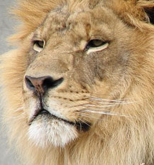 Wiltshire canal attractions - Longleat Safari Park